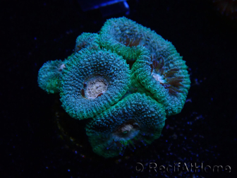 WYSIWYG Micromussa lordhowensis (ehemals Acanthastrea)