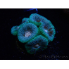 WYSIWYG Micromussa lordhowensis INDO (ex Acanthastrea) 25A1