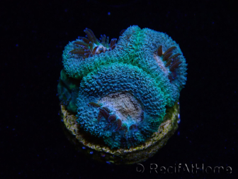 WYSIWYG Micromussa lordhowensis (antes Acanthastrea)