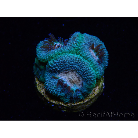 WYSIWYG Micromussa lordhowensis (formerly Acanthastrea)