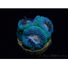 WYSIWYG Micromussa lordhowensis INDO (ex Acanthastrea) 25A2