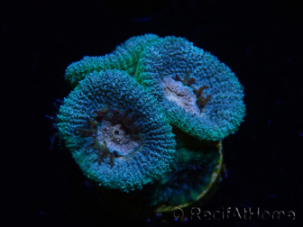 WYSIWYG Micromussa lordhowensis INDO (ex Acanthastrea) 25A3