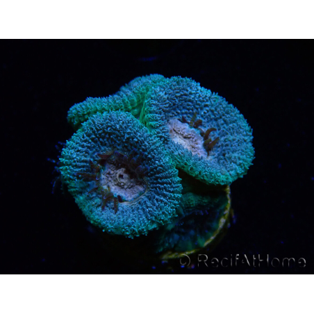 WYSIWYG Micromussa lordhowensis (ex Acanthastrea)
