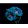 WYSIWYG Micromussa lordhowensis (ehemals Acanthastrea)