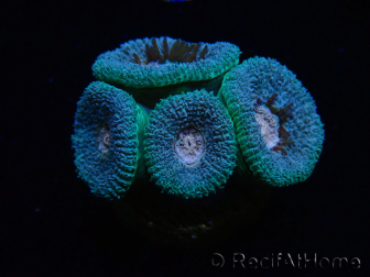 WYSIWYG Micromussa lordhowensis INDO (ex Acanthastrea) 25A4