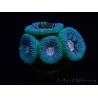 WYSIWYG Micromussa lordhowensis (antes Acanthastrea)
