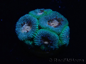 WYSIWYG Micromussa lordhowensis INDO (ex Acanthastrea) 25A5