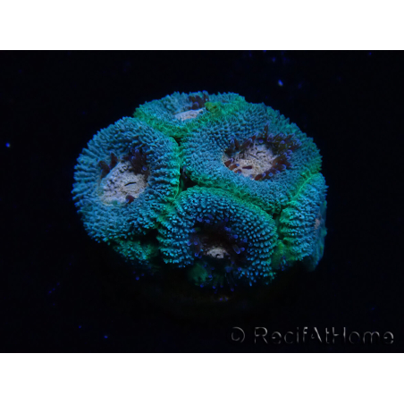 WYSIWYG Micromussa lordhowensis (ex Acanthastrea)