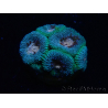 WYSIWYG Micromussa lordhowensis (antes Acanthastrea)