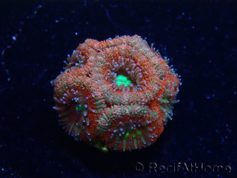 WYSIWYG Micromussa lordhowensis (ehemals Acanthastrea)