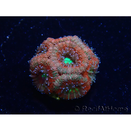 WYSIWYG Micromussa lordhowensis (ex Acanthastrea)