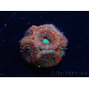 WYSIWYG Micromussa lordhowensis INDO (ex Acanthastrea) 25A6
