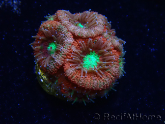 WYSIWYG Micromussa lordhowensis (antes Acanthastrea)