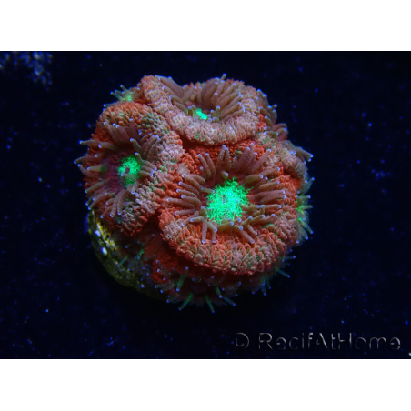 WYSIWYG Micromussa lordhowensis (formerly Acanthastrea)