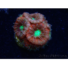 WYSIWYG Micromussa lordhowensis (ehemals Acanthastrea)
