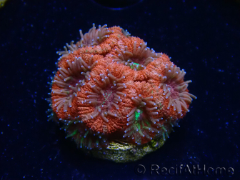 WYSIWYG Micromussa lordhowensis INDO (ex Acanthastrea) 25A8