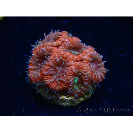 WYSIWYG Micromussa lordhowensis (ex Acanthastrea)