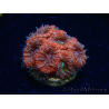 WYSIWYG Micromussa lordhowensis INDO (ex Acanthastrea) 25A8