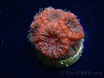 WYSIWYG Micromussa lordhowensis (ehemals Acanthastrea)