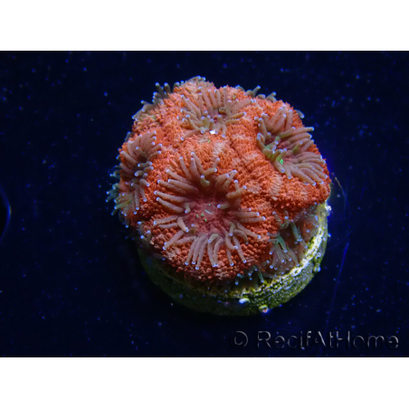 WYSIWYG Micromussa lordhowensis (formerly Acanthastrea)