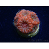 WYSIWYG Micromussa lordhowensis (ehemals Acanthastrea)