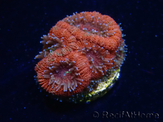WYSIWYG Micromussa lordhowensis INDO (ex Acanthastrea) 25A10