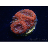 WYSIWYG Micromussa lordhowensis (antes Acanthastrea)