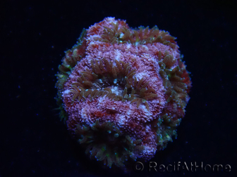 WYSIWYG Micromussa lordhowensis (antes Acanthastrea)