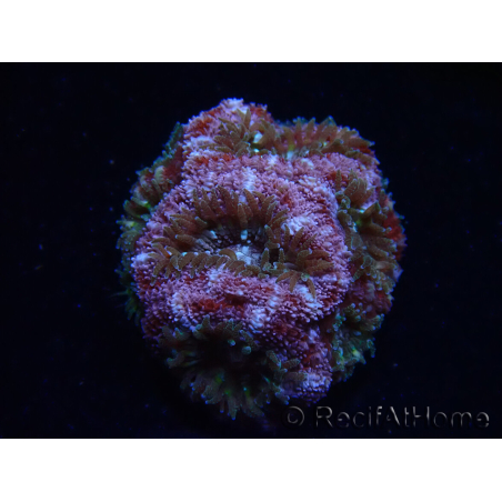 WYSIWYG Micromussa lordhowensis (ex Acanthastrea)