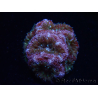 WYSIWYG Micromussa lordhowensis (ehemals Acanthastrea)