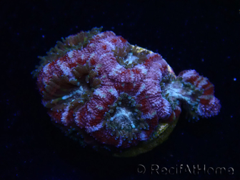 WYSIWYG Micromussa lordhowensis (ehemals Acanthastrea)