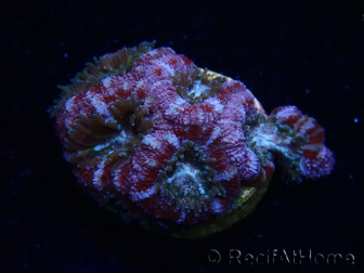 WYSIWYG Micromussa lordhowensis (ex Acanthastrea)