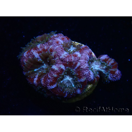 WYSIWYG Micromussa lordhowensis (ex Acanthastrea)