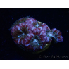 WYSIWYG Micromussa lordhowensis (ehemals Acanthastrea)