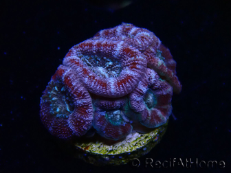 WYSIWYG Micromussa lordhowensis INDO (ex Acanthastrea) 25B3