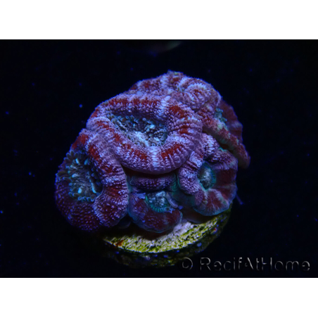 WYSIWYG Micromussa lordhowensis (formerly Acanthastrea)