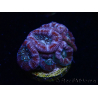 WYSIWYG Micromussa lordhowensis INDO (ex Acanthastrea) 25B3