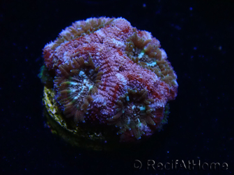 WYSIWYG Micromussa lordhowensis (antes Acanthastrea)
