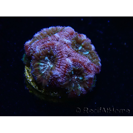 WYSIWYG Micromussa lordhowensis (ex Acanthastrea)