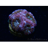 WYSIWYG Micromussa lordhowensis (ehemals Acanthastrea)