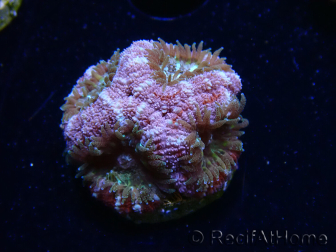 WYSIWYG Micromussa lordhowensis (ehemals Acanthastrea)