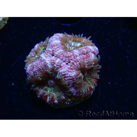 WYSIWYG Micromussa lordhowensis (formerly Acanthastrea)