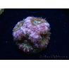 WYSIWYG Micromussa lordhowensis (antes Acanthastrea)