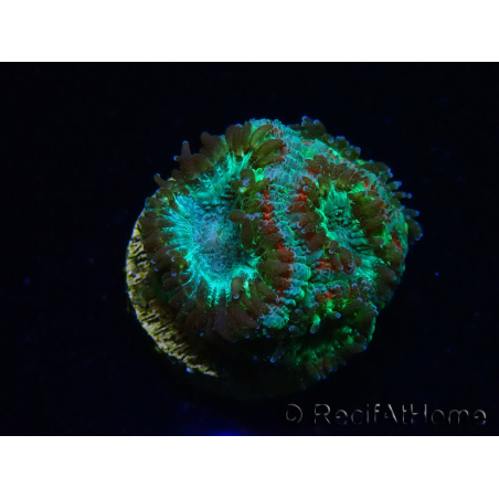 WYSIWYG Micromussa lordhowensis (formerly Acanthastrea)
