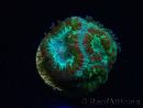 WYSIWYG Micromussa lordhowensis (formerly Acanthastrea)
