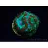 WYSIWYG Micromussa lordhowensis (ehemals Acanthastrea)