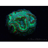 WYSIWYG Micromussa lordhowensis (ehemals Acanthastrea)