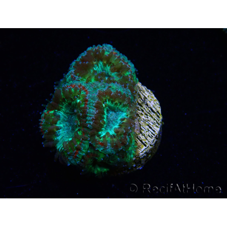 WYSIWYG Micromussa lordhowensis (ex Acanthastrea)