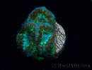 WYSIWYG Micromussa lordhowensis (antes Acanthastrea)
