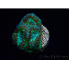 WYSIWYG Micromussa lordhowensis INDO (ex Acanthastrea) 25B9